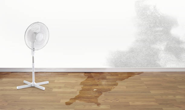 Best Water damage contractors near me  in Okawvle, IL